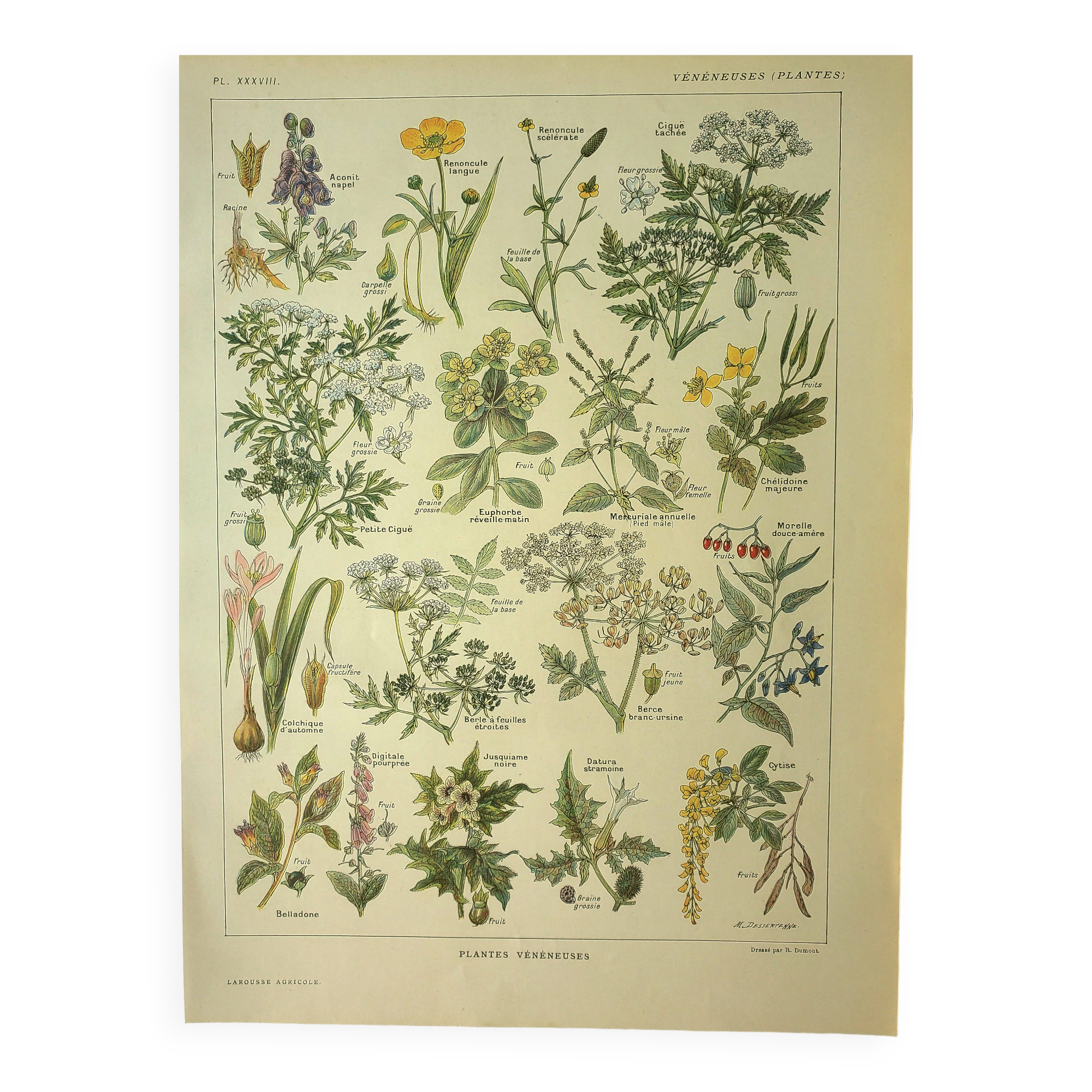 Antique engraving from 1921 by Dessertenne - Poisonous plant. Botanical plate