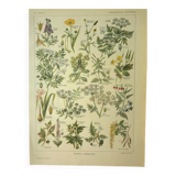 Antique engraving from 1921 by Dessertenne - Poisonous plant. Botanical plate