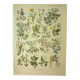 Antique engraving from 1921 by Dessertenne - Poisonous plant. Botanical plate