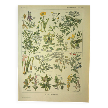 Gravure ancienne 1921 de Dessertenne - Plante vénéneuse. Planche botanique