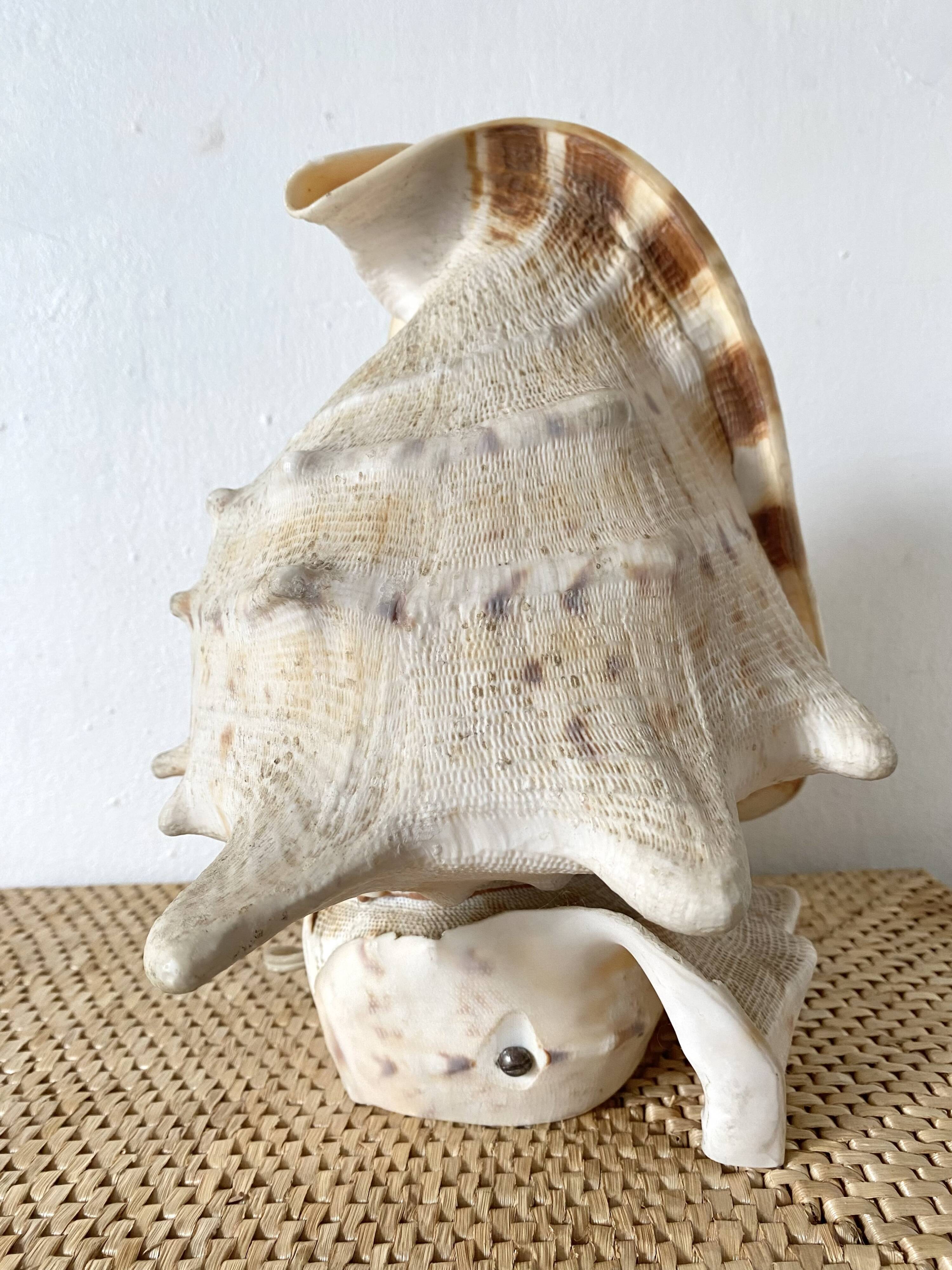 Lampe veilleuse en coquillage casque royal Tahiti