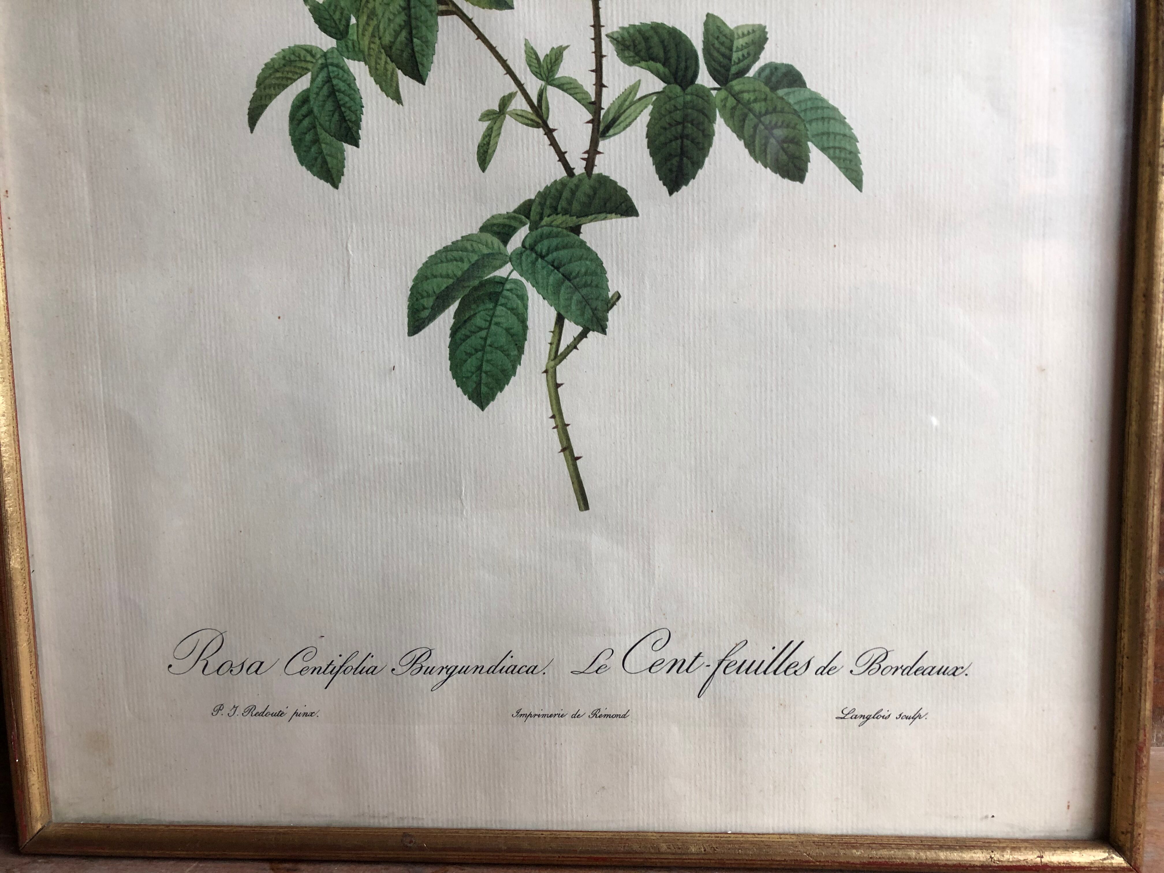 Ancienne lithographie planche botanique rose cent feuilles bordeaux vintage