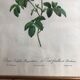 Ancienne lithographie planche botanique rose cent feuilles bordeaux vintage