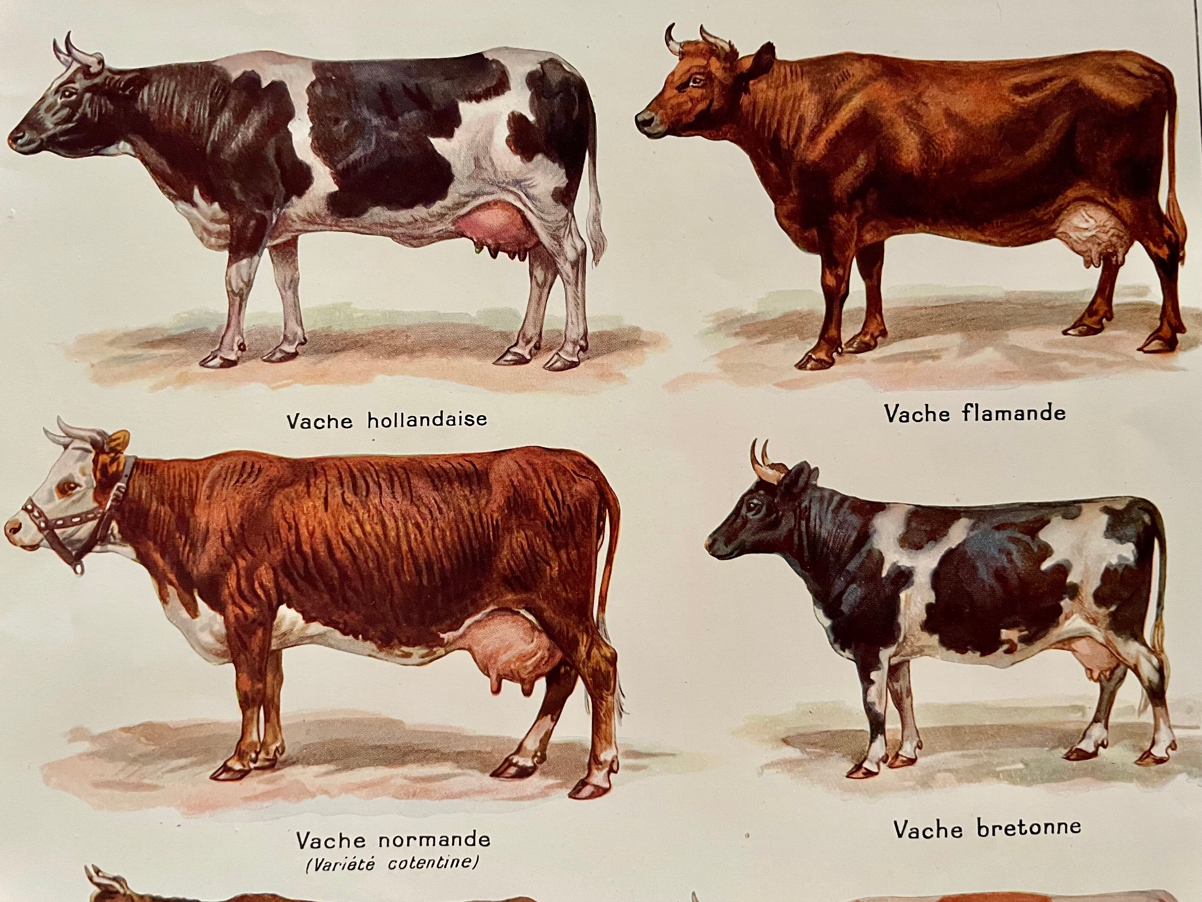 Lithograph on cows from 1921