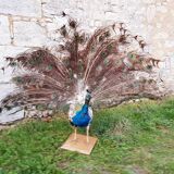 Naturalized blue peacock