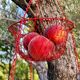 Hanging pan