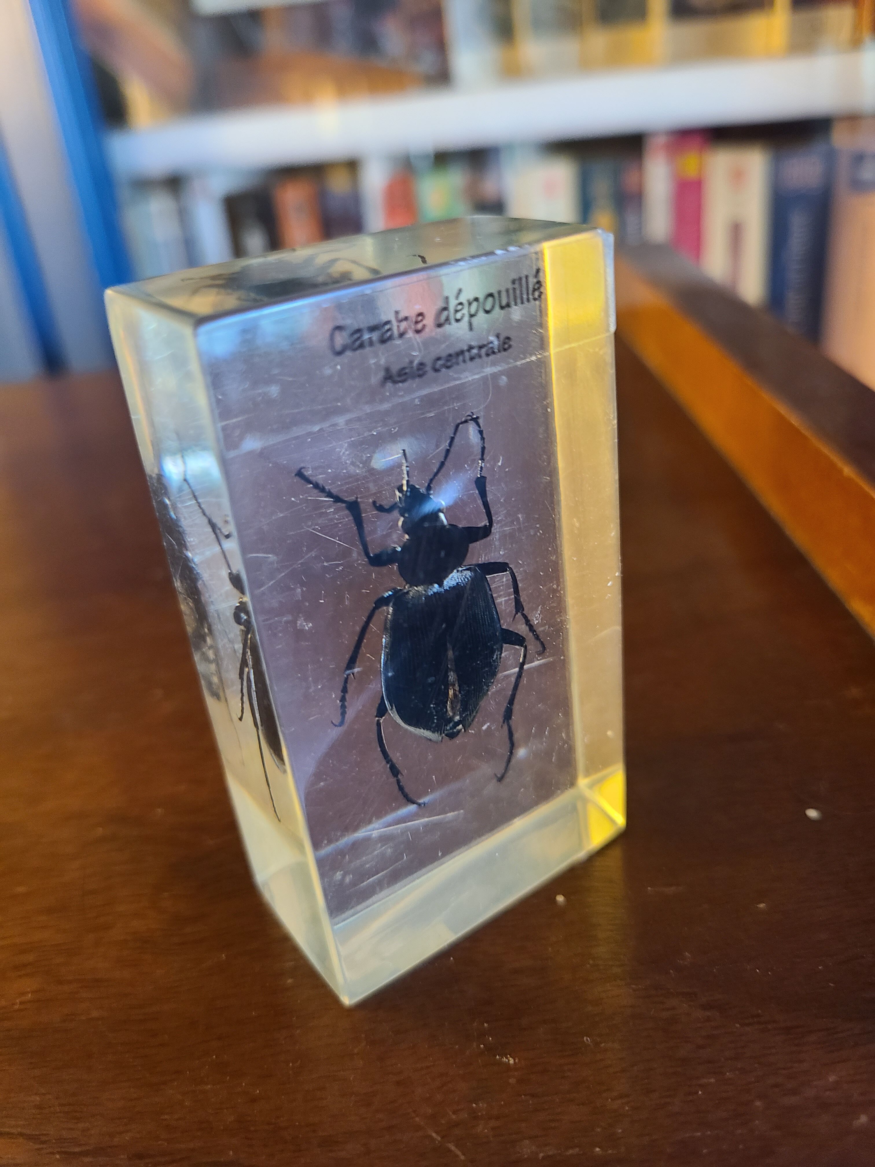 Insects under vintage resin