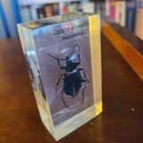 Insects under vintage resin