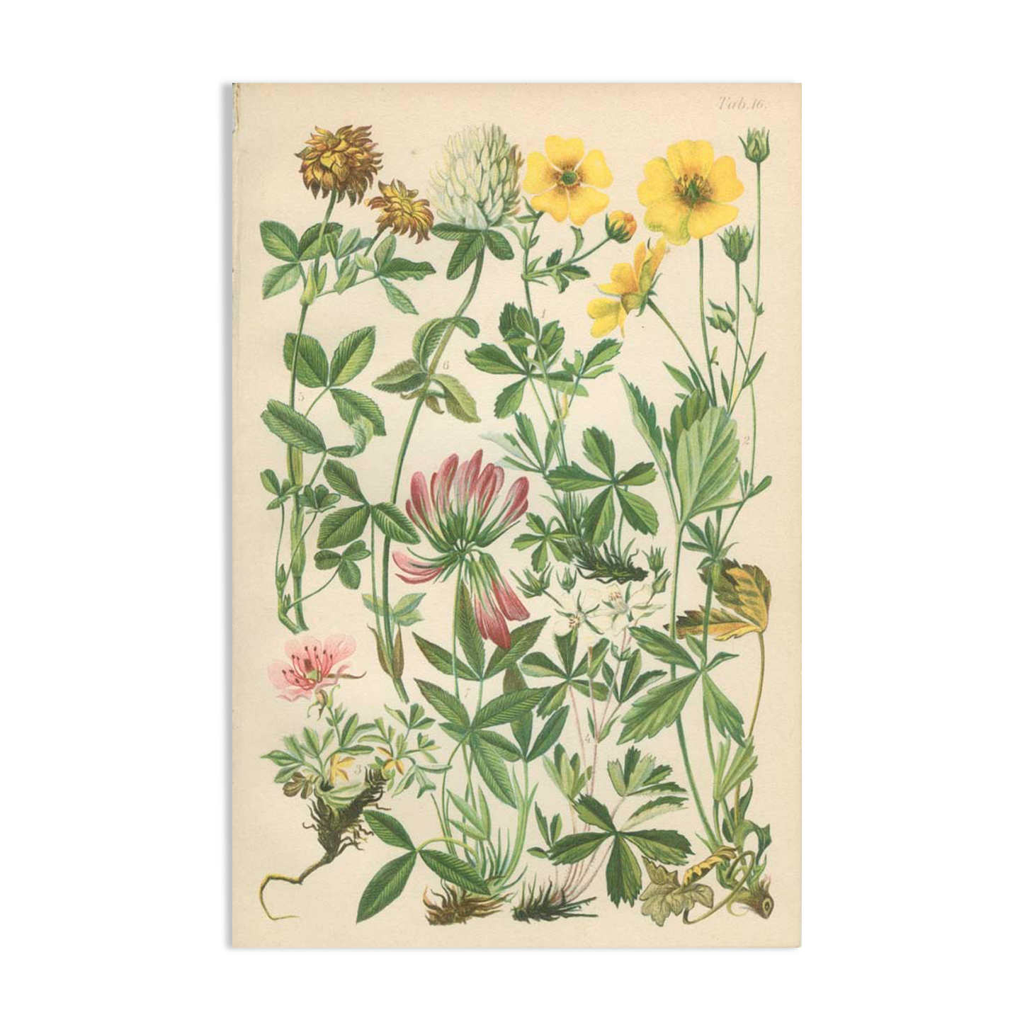 Botanical plate 1906 Potentilla, brown clover, snow trills, alpine clover