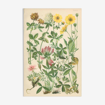 Botanical plate 1906 Potentilla, brown clover, snow trills, alpine clover