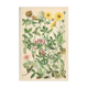 Botanical plate 1906 Potentilla, brown clover, snow trills, alpine clover