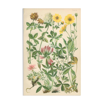 Botanical plate 1906 Potentilla, brown clover, snow trills, alpine clover