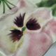 4 barbotine plates with pansies H. Boulenger Choisy-le-Roi