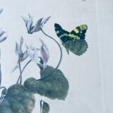 Ancient lithograph framed flower and butterfly
