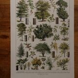 Original lithographs of forest and forest trees