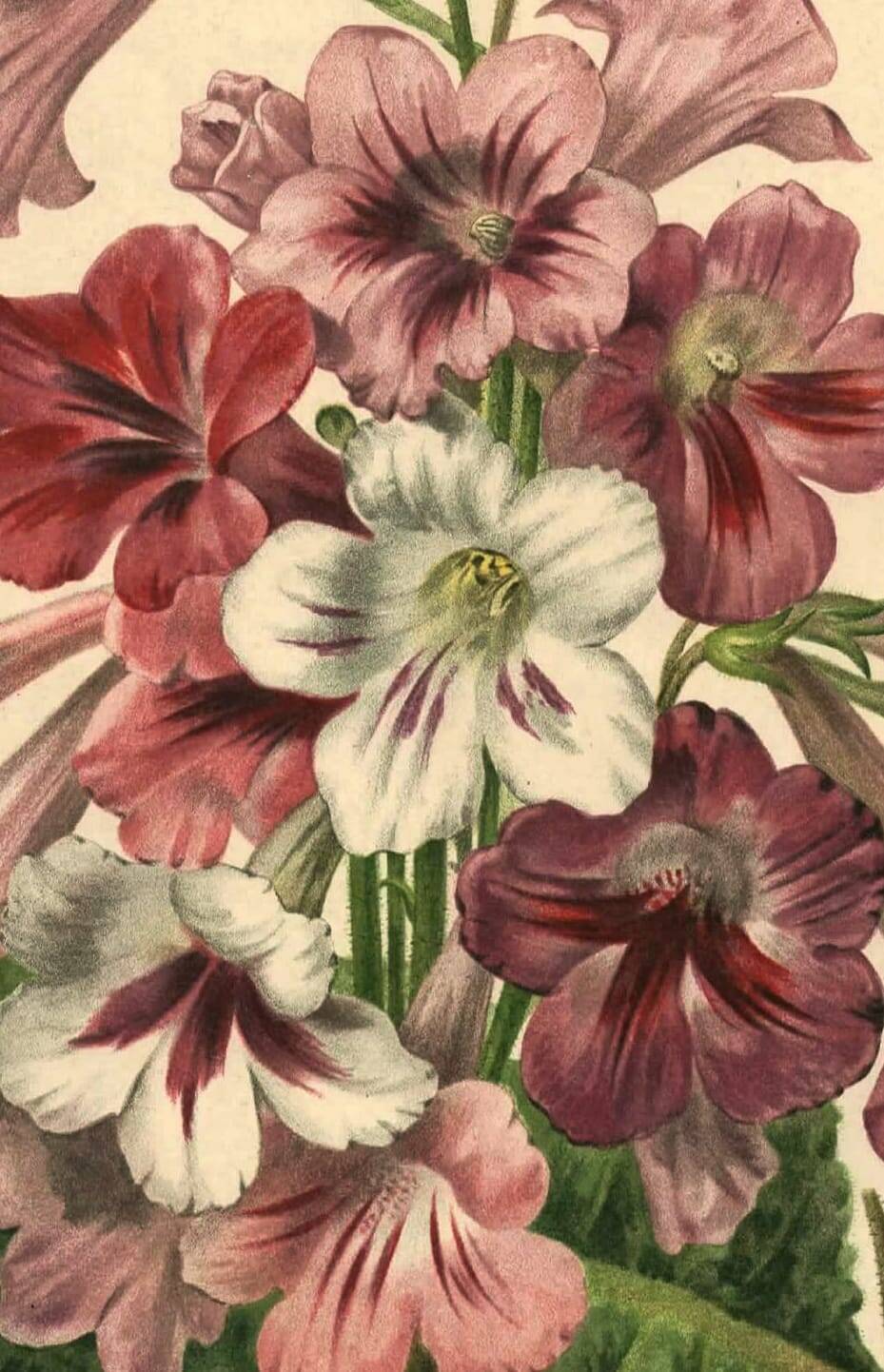 Botanical engraving from 1896 by Descamps-Sabouret • Streptocarpus hybrids • Old lithograph