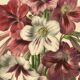 Botanical engraving from 1896 by Descamps-Sabouret • Streptocarpus hybrids • Old lithograph