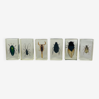 6 insects resin object of curiosity
