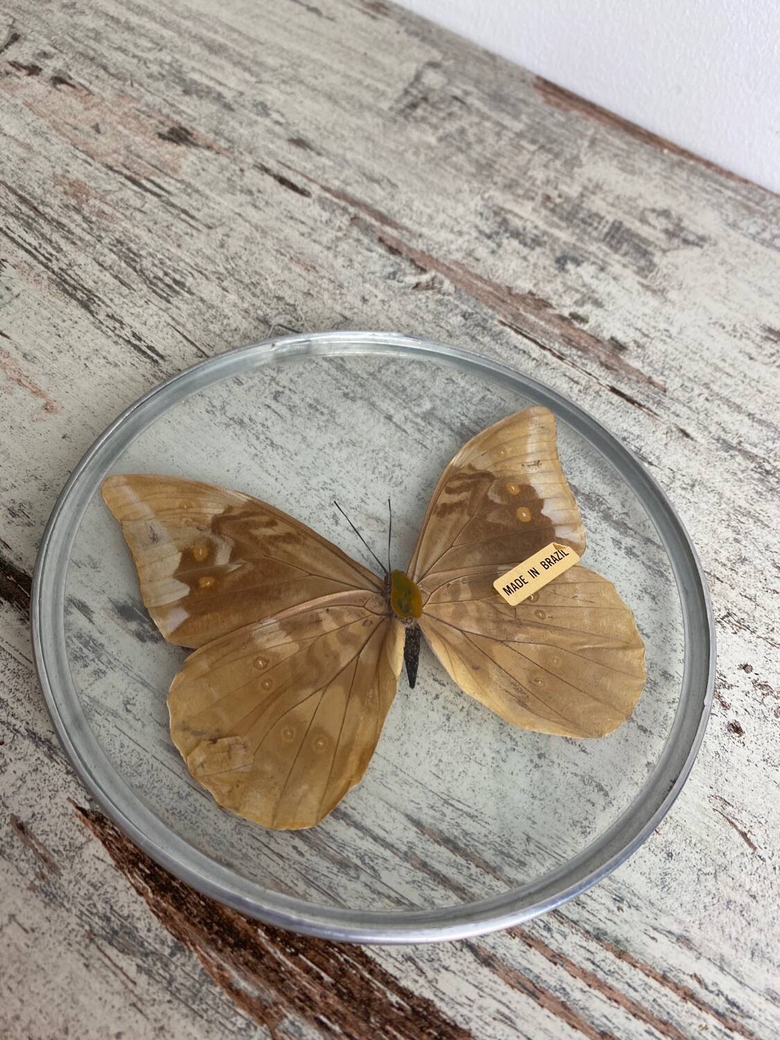 Naturalized morpho butterfly under curved glass