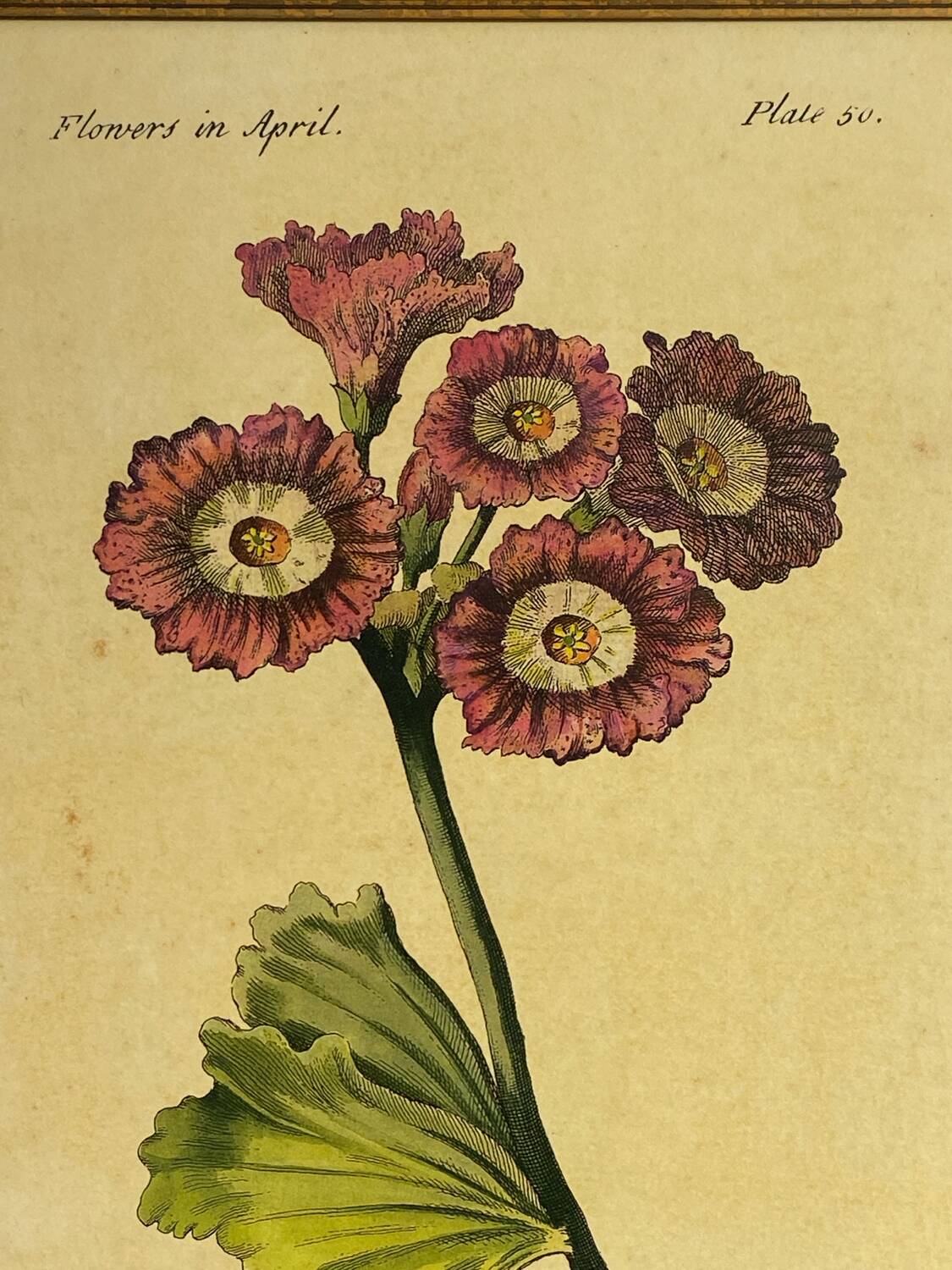 Botanical poster Auricula, after J.Duke