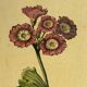 Botanical poster Auricula, after J.Duke