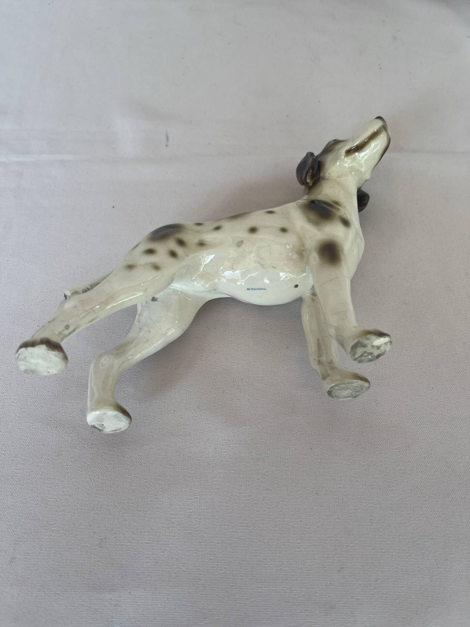 Pointer Anglais