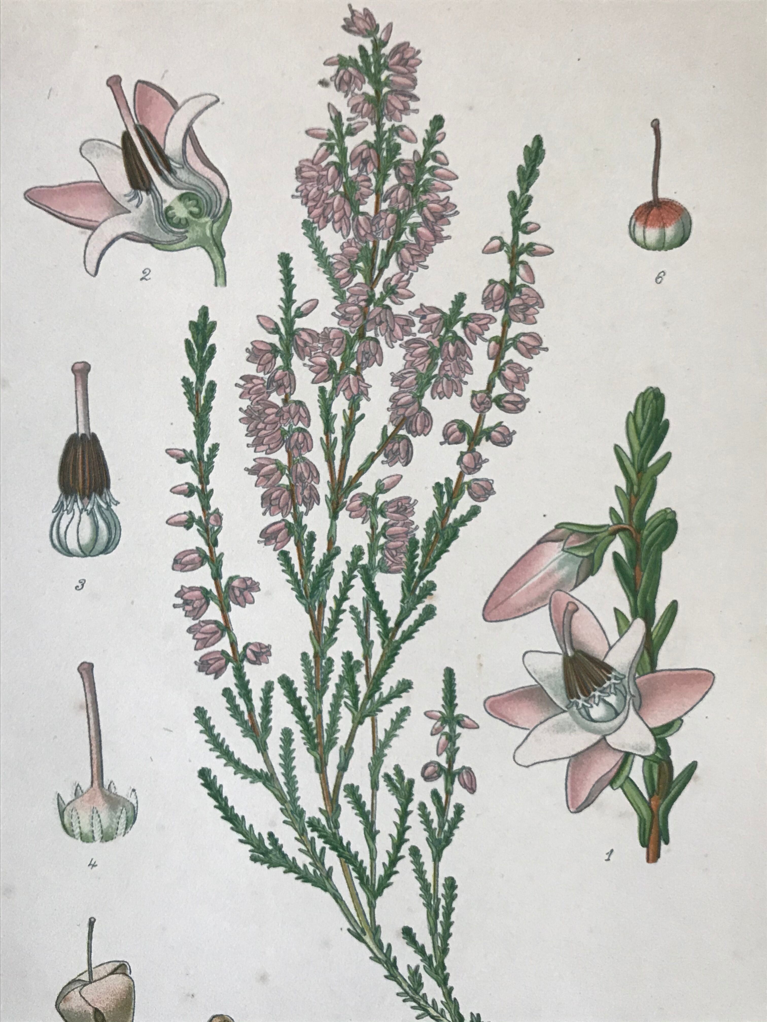 Trio of 19th-century botanical boards