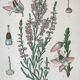 Trio of 19th-century botanical boards
