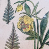 Vintage herbarium frame