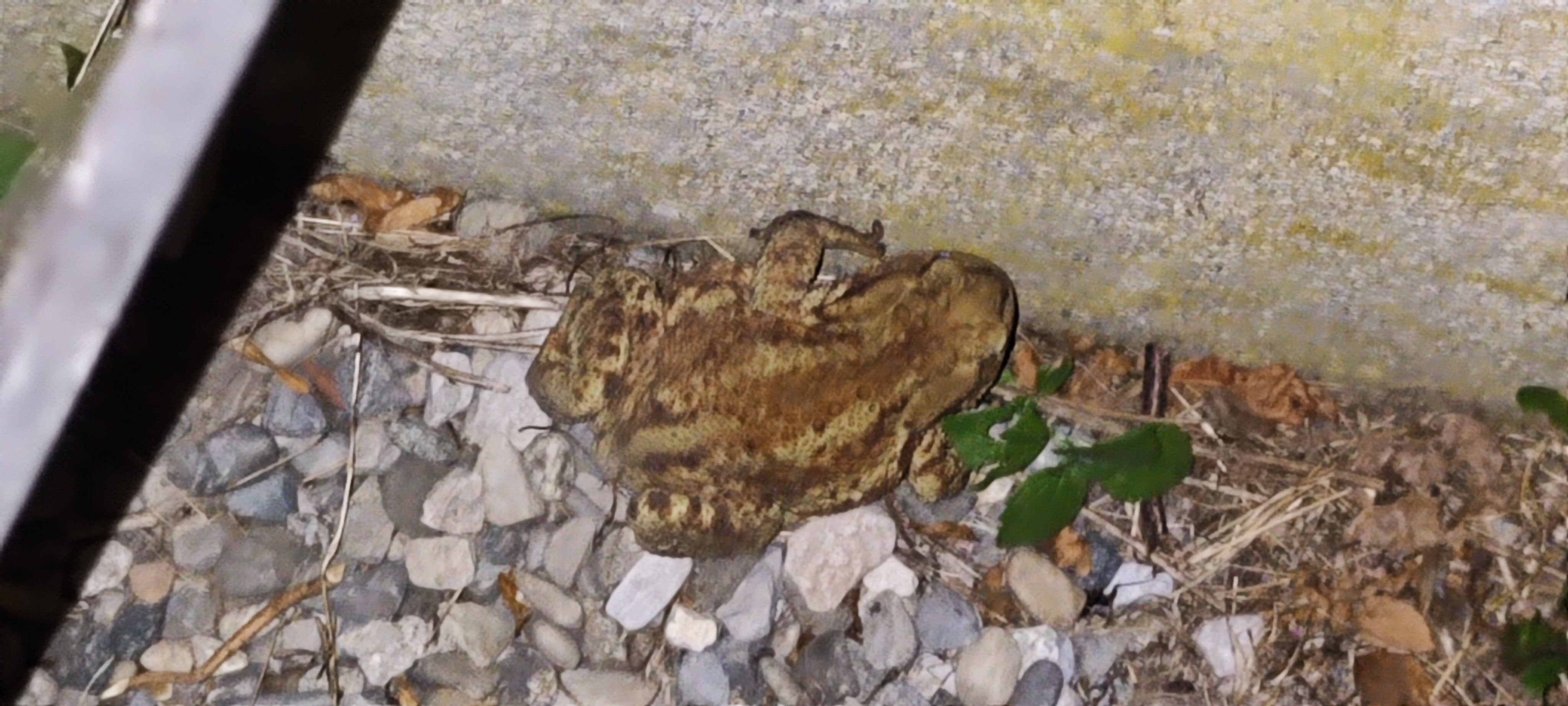 Former large cinema projector or theater 2kw Manfrotto