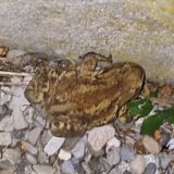 Former large cinema projector or theater 2kw Manfrotto