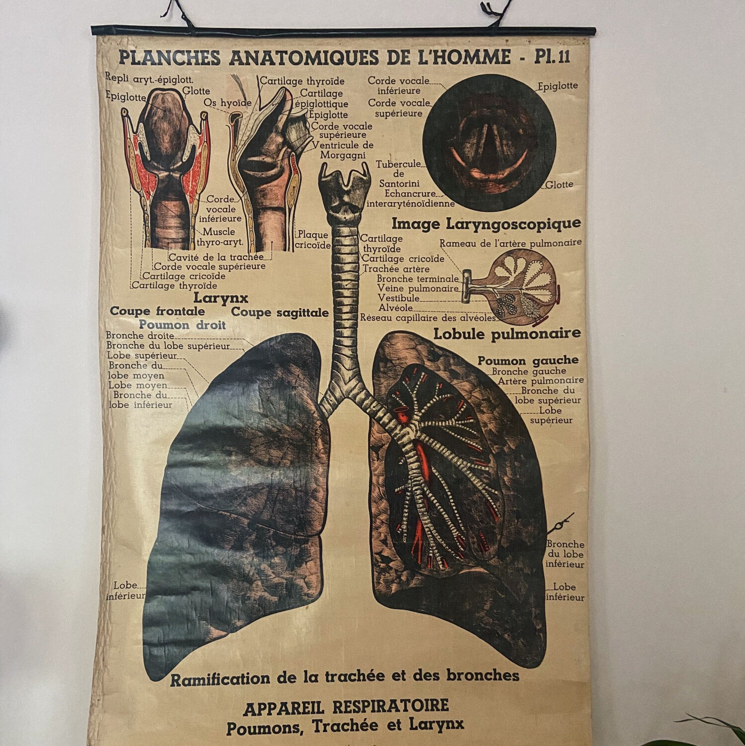 Anatomical chart of the respiratory system 1930s