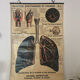 Anatomical chart of the respiratory system 1930s