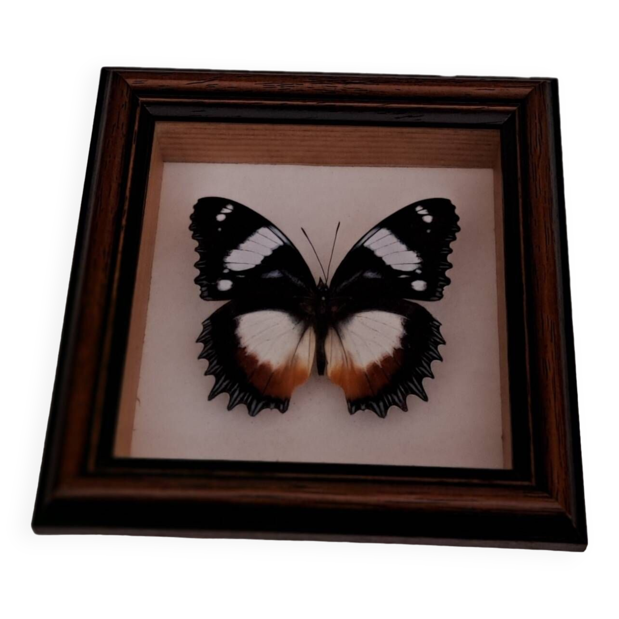Butterfly under glass