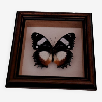 Papillon sous verre