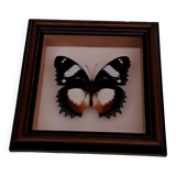 Butterfly under glass