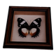 Papillon sous verre