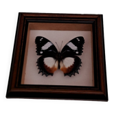 Papillon sous verre