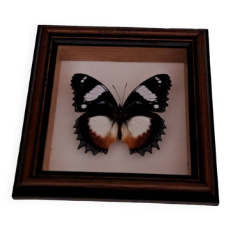 Butterfly under glass