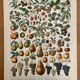 Réserve Audrey - Lot de 6 lithos XXe