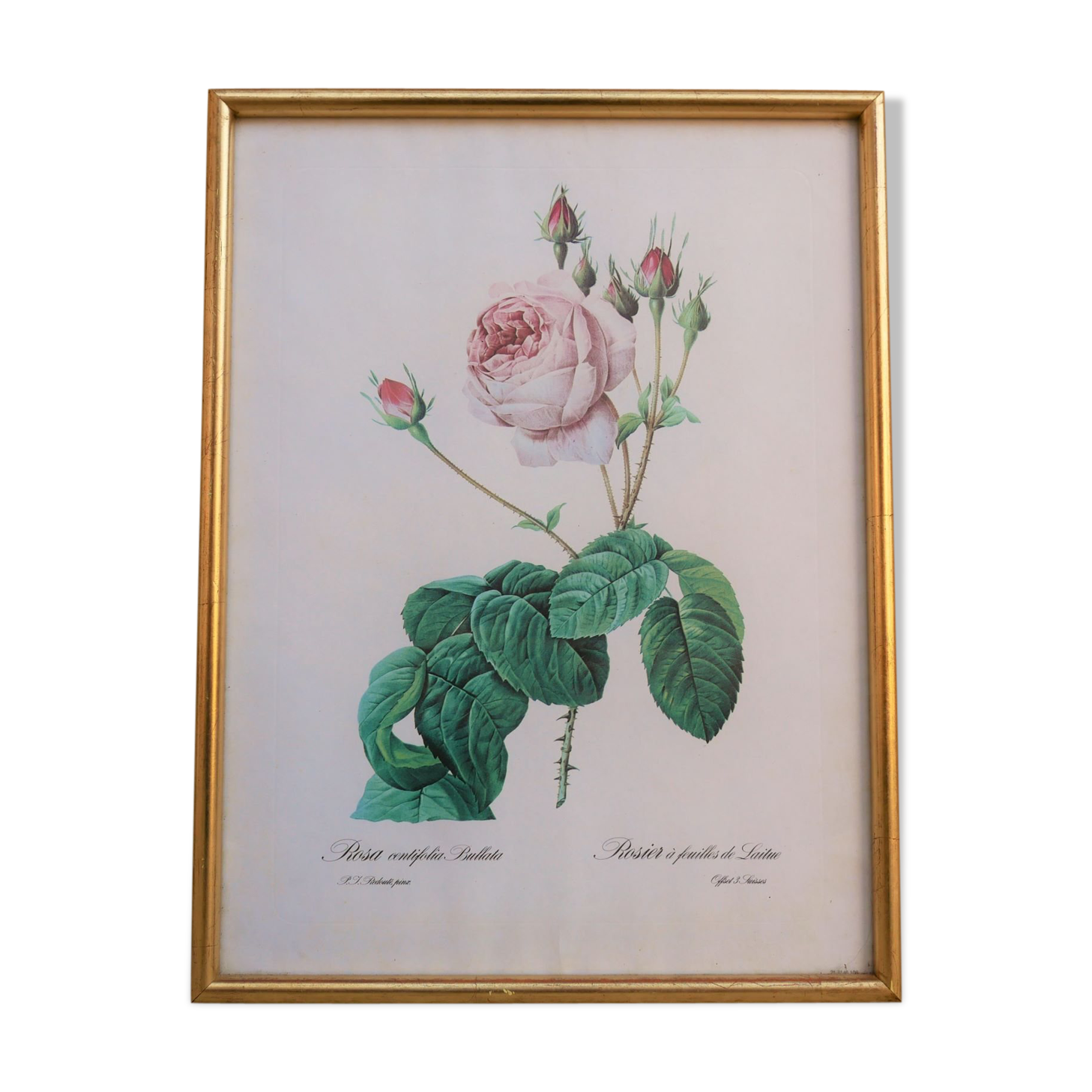 Vintage botanical poster "Rosa Centifolia Bullata" by P.J.Redouté