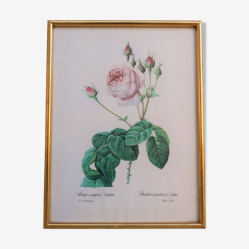 Affiche botanique vintage « Rosa Centifolia Bullata » par P.J.Redouté