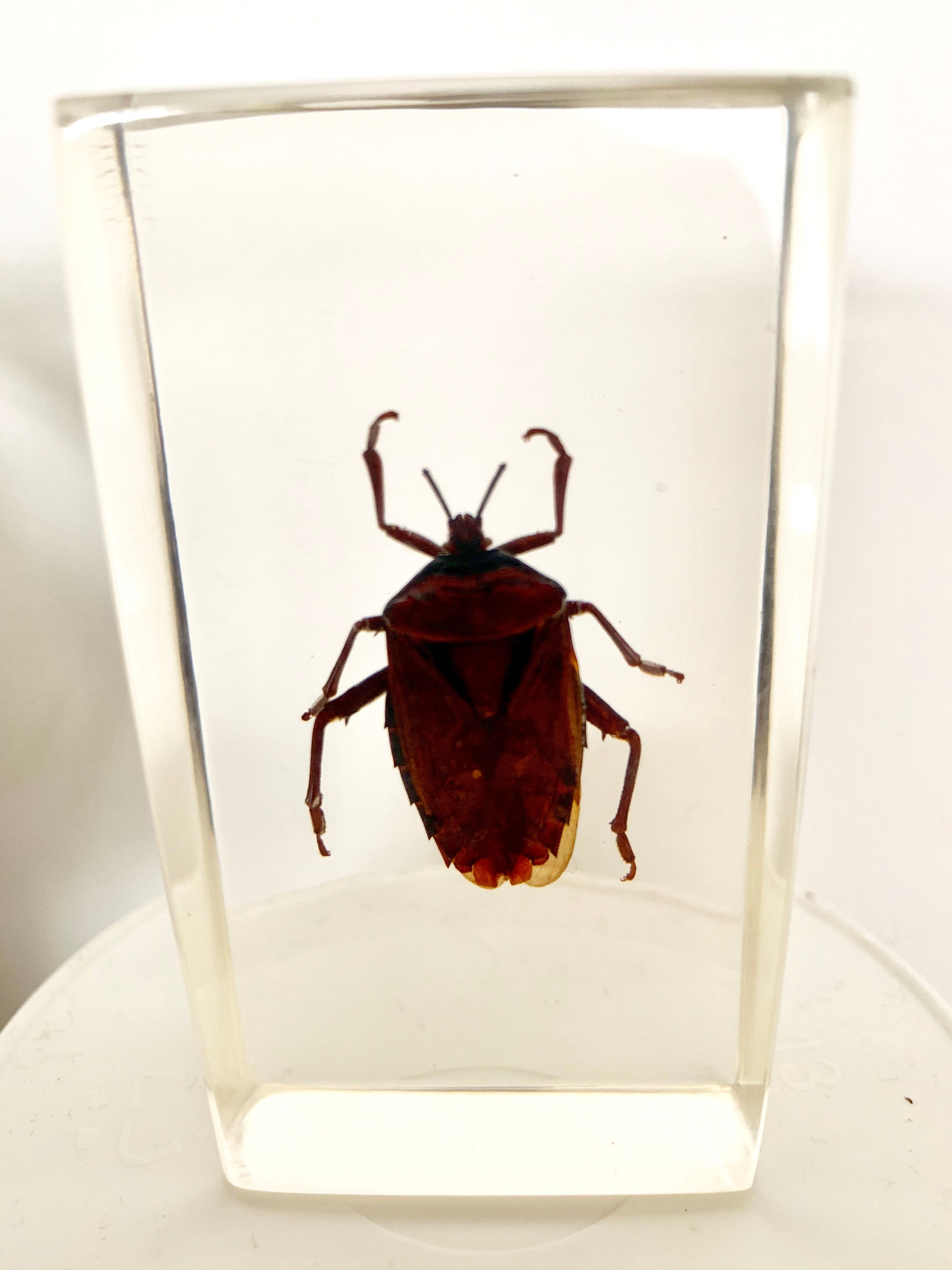 Pack of 3 insect inclusions