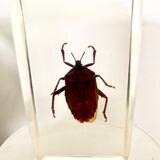 Pack of 3 insect inclusions