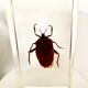 Pack of 3 insect inclusions