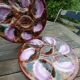 2 majolica oyster plates, Vallauris