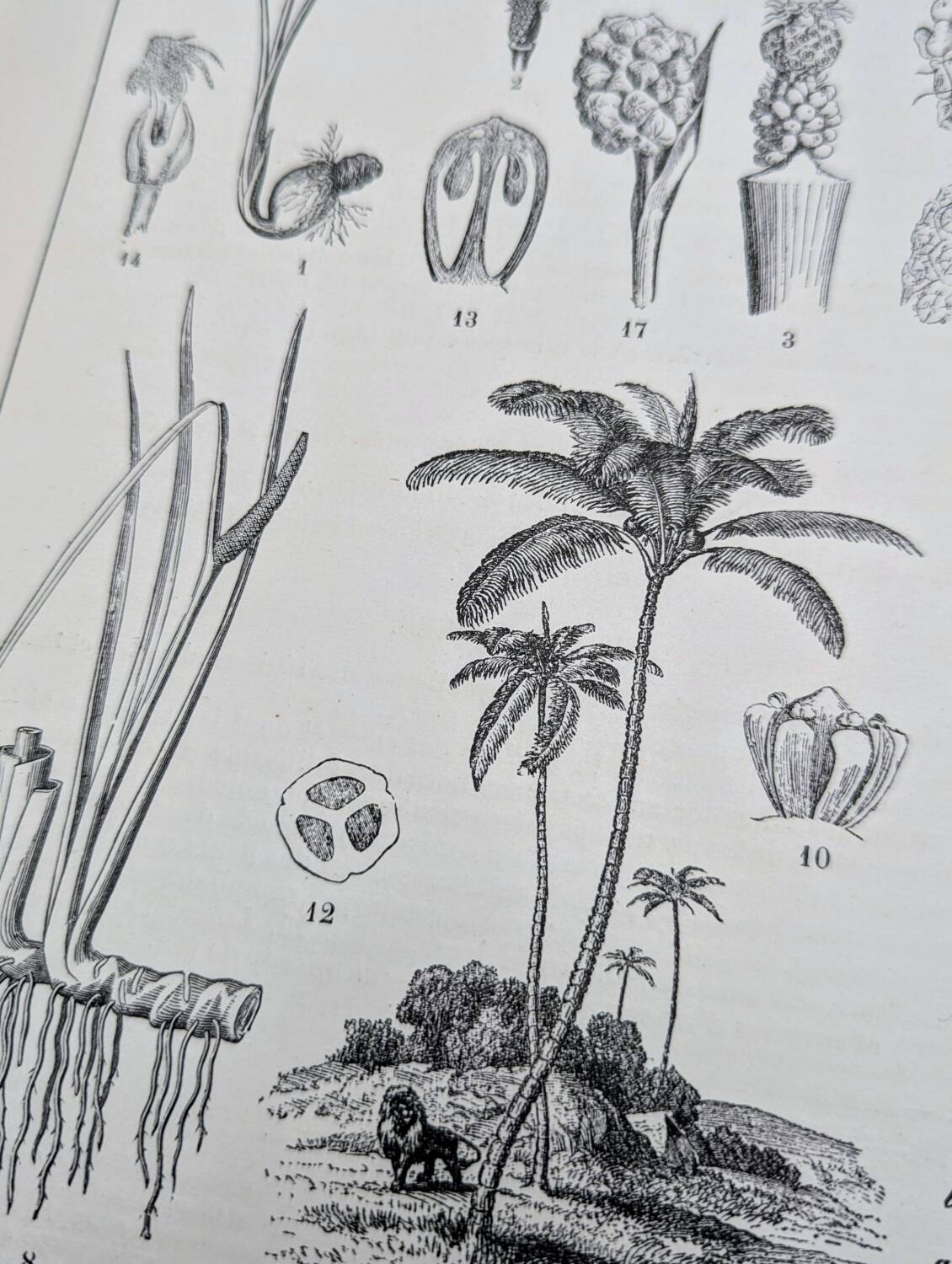 Printed in 1889, Palms and Aroideae. Old botanical plate.