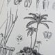 Printed in 1889, Palms and Aroideae. Old botanical plate.