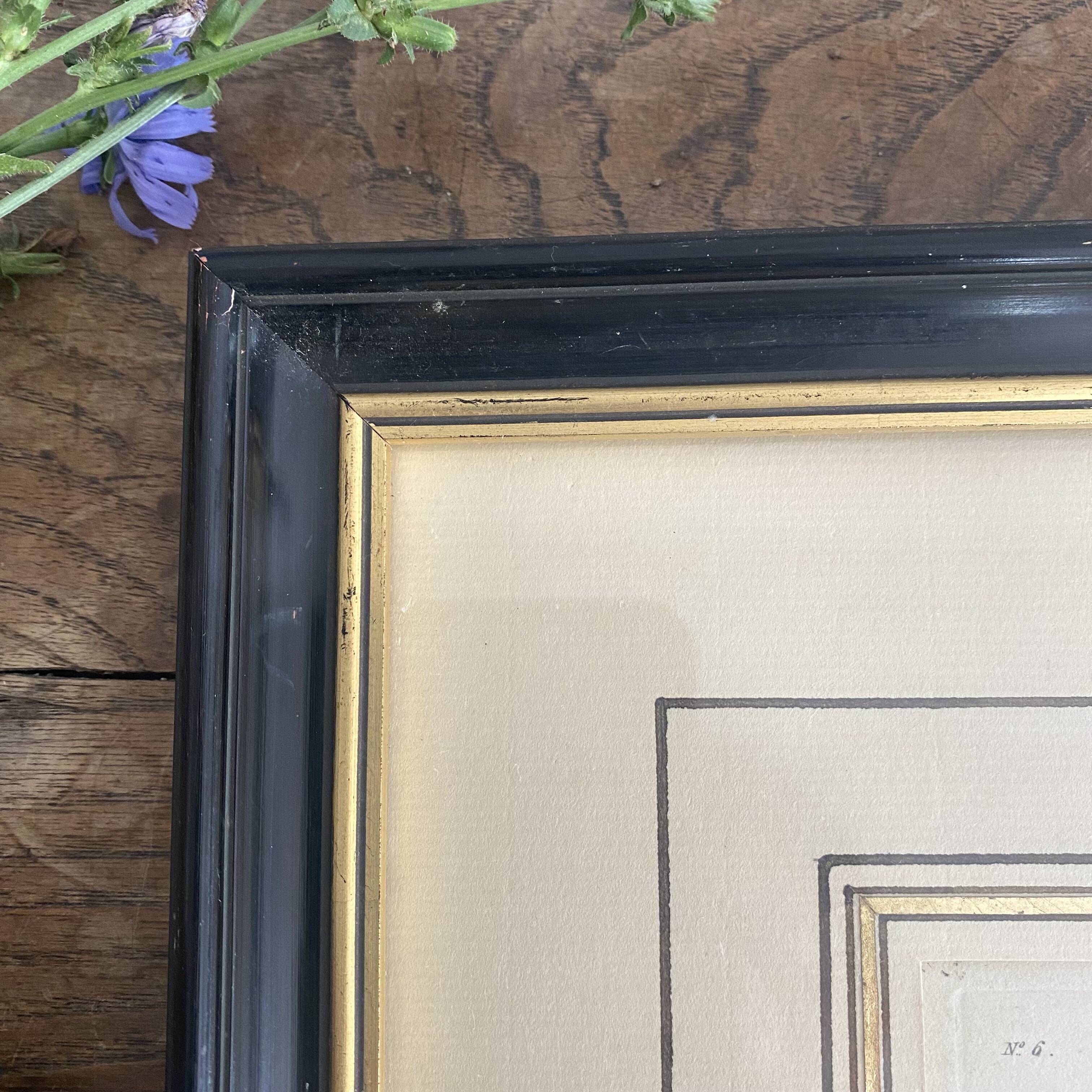 Old framed engraving of birds "red grouse"