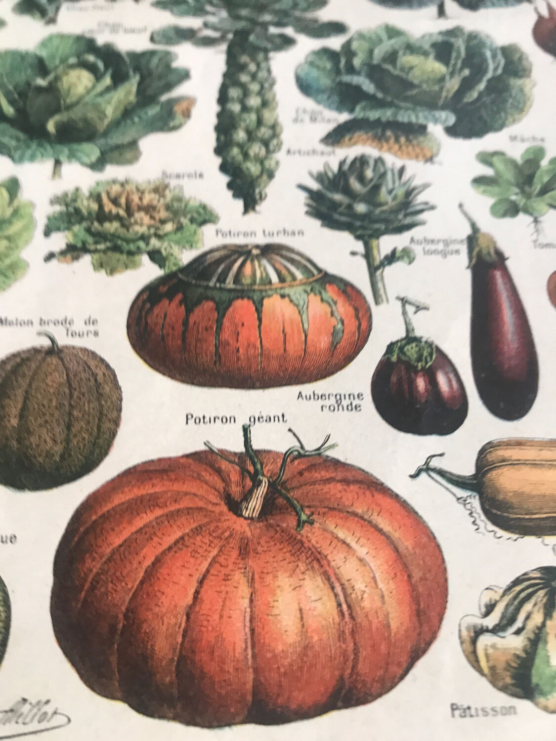 Planche vintage originale légumes